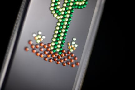 Cactus Phone Case